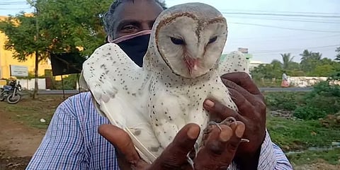 ஆவடியில் அரிய வகை ஆஸ்திரேலிய ஆந்தை: பார்க்க பொதுமக்கள் ஆர்வம்