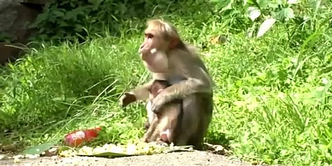 கேரளா ஊரடங்கு: பசியால் பரிதவிக்கும் குரங்குகளுக்கு வாழை இலையில் உணவு பரிமாறும் மக்கள்