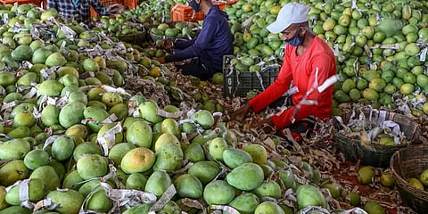 3.5 கிலோ எடை...விலை ரூ.1000... - மலைக்கவைக்கும் நூர்ஜகான் வகை மாம்பழம்!