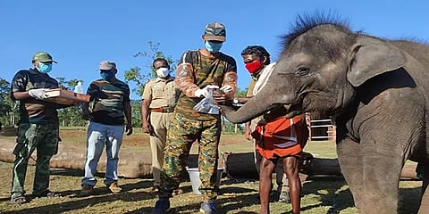 தெப்பக்காடு முகாமில் உள்ள 28 வளர்ப்பு யானைகளுக்கு கொரோனா பரிசோதனை