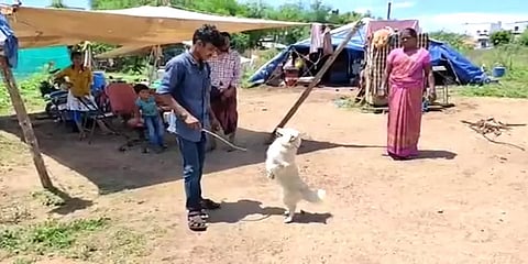 விருதுநகர்: ஊரடங்கால் வன விலங்குகளுடன் பசி பட்டினியால் பரிதவிக்கும் சர்க்கஸ் கலைஞர்கள்