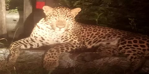 சத்தியமங்கலம்: தடுப்புச்சுவரில் படுத்திருந்த சிறுத்தையால் வாகன ஓட்டிகள் அச்சம்