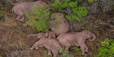 சீனாவில் வழிதவறி 500 கி.மீ. நடந்து நகருக்கு வந்த யானைகள்