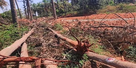 நெடுஞ்சாலை பணிக்கு வெட்டியதைவிட 5மடங்கு அதிகமான மரங்களை நடவேண்டும்: கர்நாடக உயர்நீதிமன்றம்