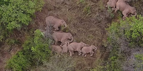 சீனாவில் வலசை மாறி வந்த யானைகள்.. ஒருநாள் ஓய்வுக்கு பின் மீண்டும் பயணம்!