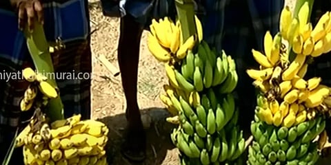 ஊரடங்கால் வாழைத்தார் விற்பனை பாதிப்பு... அரசு நிவாரணம் வழங்க விவசாயிகள் கோரிக்கை