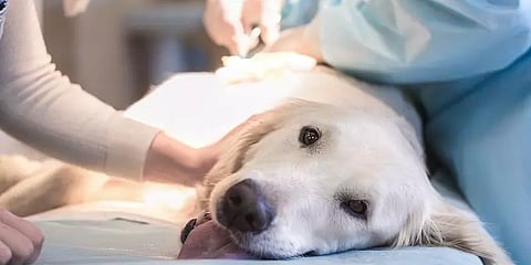 சென்னை: முகக்கவசத்தை விழுங்கி உயிருக்கு போராடிய நாயை காப்பாற்றிய கால்நடை மருத்துவர்கள்