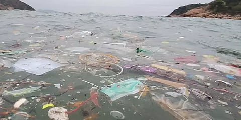 மனிதர்கள் அலட்சியத்தால் விலங்குகளின் உயிரை பறிக்கும் சர்ஜிக்கல் மாஸ்க்: தீர்வுதான் என்ன?