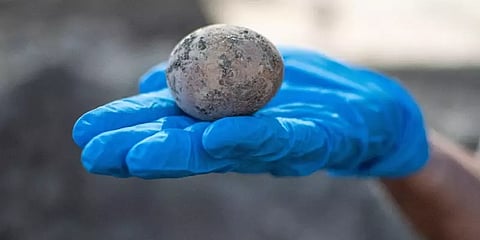 இஸ்ரேல்: 1,000 ஆண்டுகள் பழமையான உடையாத கோழி முட்டை கண்டெடுப்பு