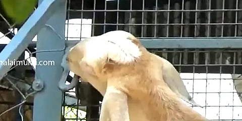 'பசித்தால் நாங்களே எடுத்துக்கொள்வோம்' - வாயால் தாழ்ப்பாளை திறந்து பசியாறும் ஆடுகள்