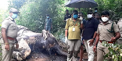 பொள்ளாச்சி: மர்மமான முறையில் இறந்த பெண் யானை - வனத்துறை விசாரணை