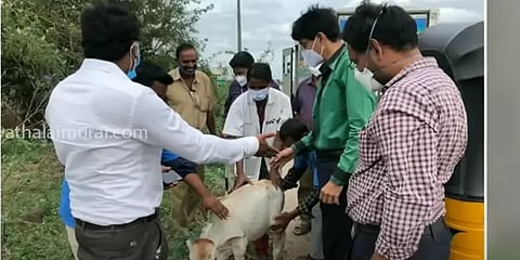 காயமடைந்த கன்றுக்குட்டிக்கு சிகிச்சை அளித்த சுகாதாரத்துறைச் செயலாளர் ராதாகிருஷ்ணன்