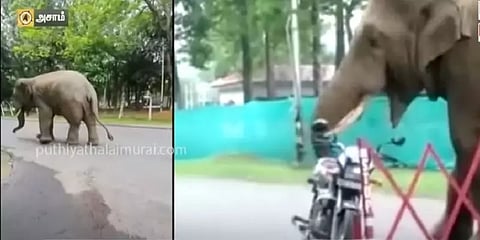 ‘ஹெல்மெட், பந்து...’ - அசாம் ராணுவ முகாமில் நுழைந்து கிடைத்ததை எடுத்துச் செல்லும் யானைகள்