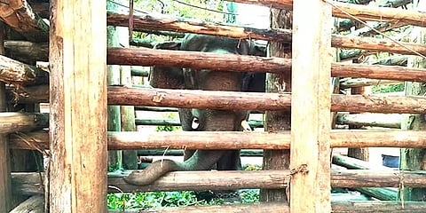 அன்று ஆக்ரோஷம்... இன்று பாசம்... - வளர்ப்பு யானையாக மாறும் காட்டு யானை சங்கர்