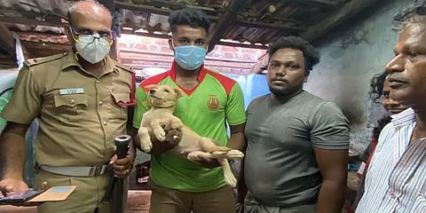 சுவற்றின் இடையே மாட்டிக்கொண்டு உயிருக்கு போராடிய நாய்: பத்திரமாக மீட்ட தீயணைப்பு வீரர்கள்