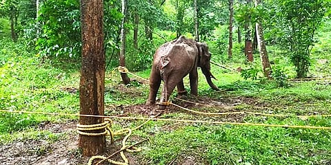 கூடலூர்: கும்கி யானைகள் உதவியோடு பிடிபட்ட காயத்துடன் சுற்றித் திரிந்த காட்டுயானை