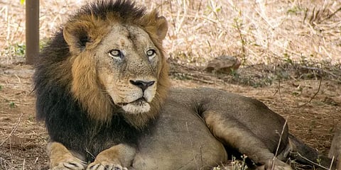 வண்டலூர் பூங்காவில் ஆண் சிங்கம் உயிரிழப்பு