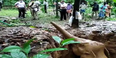 கிணற்றில் விழுந்து தத்தளித்த யானை: ஜே.சி.பி இயந்திரம் மூலம் மீட்ட வனத்துறையினர்