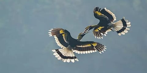 மனித காதல் தெரியும்..! இருவாச்சி காதல் கதை தெரியுமா?