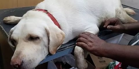 முகக்கவசத்தை விழுங்கி உயிருக்கு போராடிய நாய்; காப்பாற்றிய அரசு கால்நடை மருத்துவர்