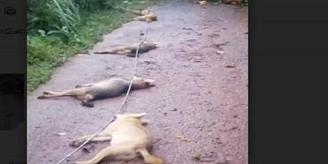 மின்சாரம் தாக்கி 6 நரிகள் உயிரிழப்பு: தோல்வியில் முடிந்த பாசப் போராட்டம்