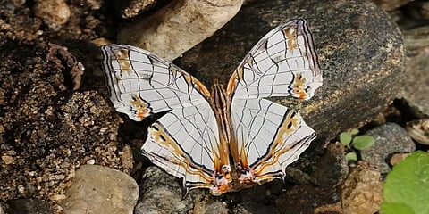 காடுகளின் காப்பான்: பட்டாம்பூச்சிகள், வண்ணத்துப்பூச்சிகள்... வேறுபாடு என்ன?