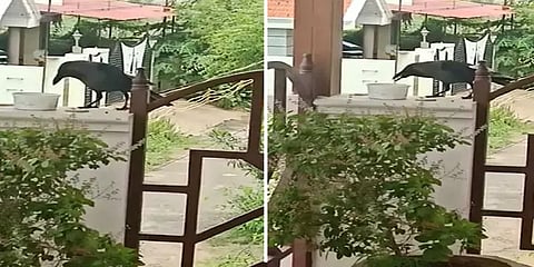 குழந்தைகளைப் போல் பிஸ்கட்டை நீரில் ஊற வைத்து உண்ணும் காகம்: வைரல் வீடியோ