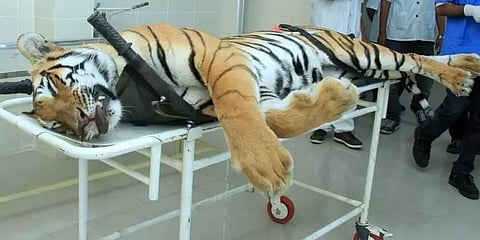 'ஷேர்னி'யைக் கண்டோரும், காண விழைவோரும் அறியவேண்டிய 'அவ்னி' புலியின் கதை!