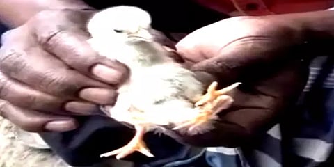 நான்கு கால்களுடன் பிறந்த அதிசய கோழிக்குஞ்சு: ஆச்சரியத்துடன் பார்த்துச் செல்லும் மக்கள்