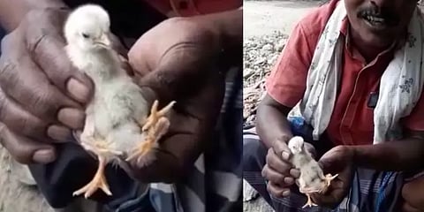 அருப்புக்கோட்டை: 4 கால்களுடன் பிறந்த அதிசய கோழிக்குஞ்சு
