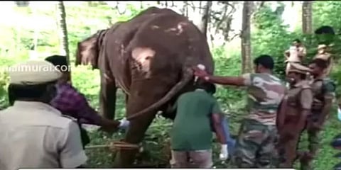 கன்னியாகுமரி: உடலில் காயத்துடன் சுற்றித் திரிந்த பெண் யானை உயிரிழப்பு