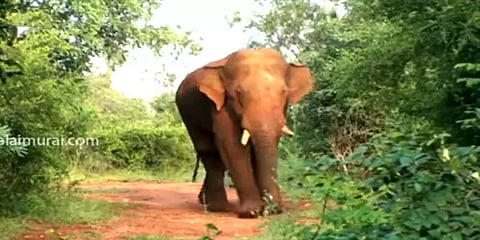 மேட்டுப்பாளையம்: பாகுபலி யானையை சுற்றிவளைக்க களத்தில் இறங்கியுள்ள கும்கி யானைகள்