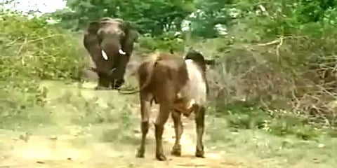 கிருஷ்ணகிரி: காட்டு யானை முன் சீறி நின்ற காளை மாடு - வைரல் வீடியோ