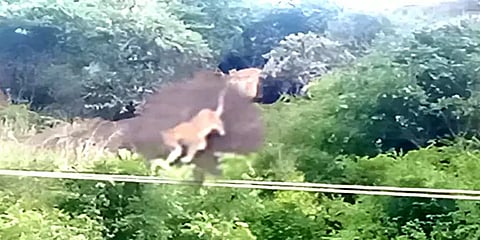 தேனி அருகே சிறுத்தை நடமாட்டம்: பொதுமக்களுக்கு போலீசார் எச்சரிக்கை