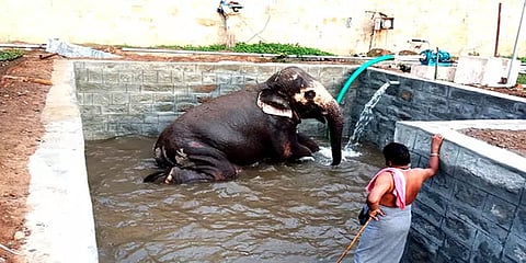 திருச்சி: திருவானைக்காவல் கோவில் யானை அகிலாவுக்கு பிரமாண்ட நீச்சல் குளம் - வீடியோ