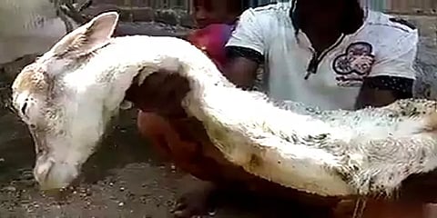 திருக்கோவிலூரில் கால்கள் இல்லாமல் பிறந்த கன்றுக்குட்டி: ஆச்சரியத்துடன் பார்க்கும் மக்கள்