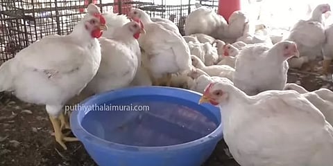 தமிழ்நாடு: பொதுமுடக்கத்தால் ஒரு கோடி கறிக்கோழிகள் தேக்கம்