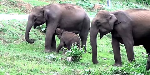 நீலகிரி: ஒரு யானை குட்டிக்கு பாலூட்டும் இரண்டு பெண் யானைகள் - அரிய காட்சி