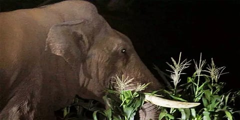 பாகுபலி யானைக்கு ரேடியோ காலர் பொருத்தும் முயற்சி தொடர்கிறது