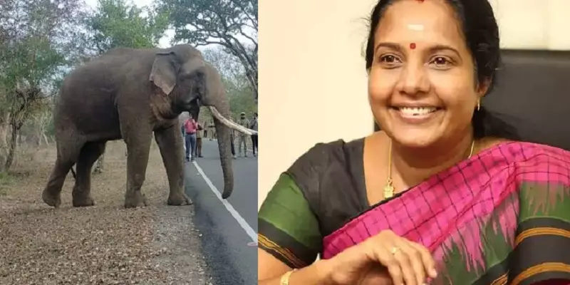 ரிவால்டோ யானையை வனத்திற்குள் விட வேண்டும் - வானதி ஸ்ரீனிவாசன்