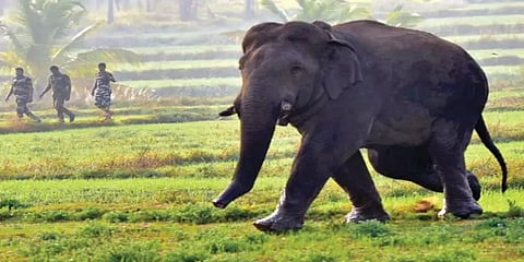 கோவை: ‘பாகுபலி’ யானைக்கு ரேடியோ காலர் பொருத்தும் பணி ஒத்திவைப்பு