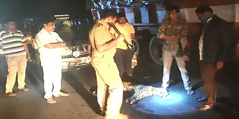 சத்தியமங்கலம்: அடையாளம் தெரியாத வாகனம் மோதி பெண் சிறுத்தை பலி