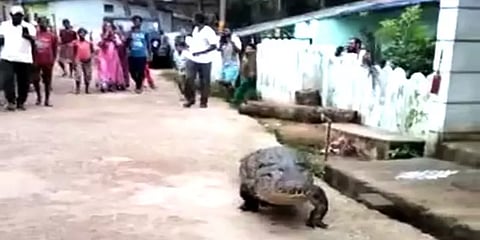 கர்நாடகா: ஊருக்குள் ஹாயாக உலாவந்த முதலை; செல்போனில் படம்பிடித்த மக்கள்