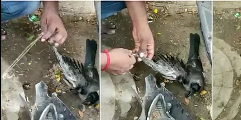 சென்னை: மாஞ்சா நூலில் சிக்கித்தவித்த காகம்; பத்திரமாக மீட்டு பறக்கவிட்ட தீயணைப்பு வீரர்கள்