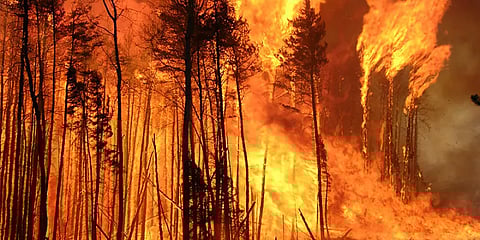 கனடாவில் வெயிலை தொடர்ந்து பயங்கர காட்டுத் தீ: வீடுகள் சேதம்