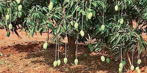 இது உ.பி. ஆச்சரியம்: ஒரே மரத்தில் காய்க்கும் 121 வகையான மாம்பழங்கள்