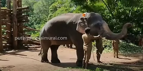 நான்கரை மாதப் பயிற்சிக்கு பிறகு வளர்ப்பு யானையாக மாறிய 'சங்கர்'