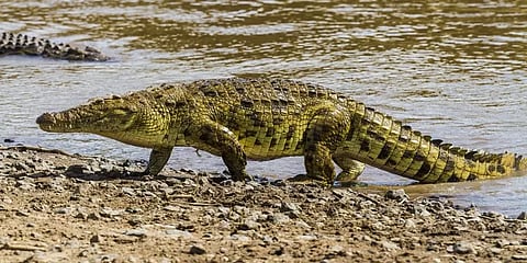 குஜராத்: படேல் சிலை அருகேயுள்ள ஏரியில் 194 முதலைகள் அகற்றம்