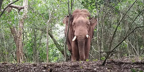 மேட்டுப்பாளையம்: மீண்டும் ஊருக்குள் நடமாட தொடங்கிய 'பாகுபலி' யானை