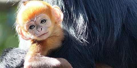 உலகில் முதன்முறையாக செயற்கை கருவூட்டல் முறையில் வளர்க்கப்பட்ட குரங்குகள்